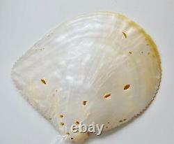 Antique Chinese China Qing Dragon Carved Engraved Mother Of Pearl Shell 19th C