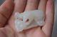 Fine Antique Chinese White Jade Squirrel And Grapes Pendant/toggle